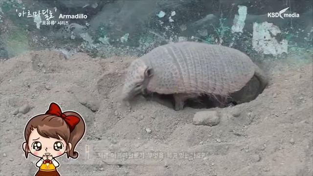 아르마딜로 смотреть онлайн
