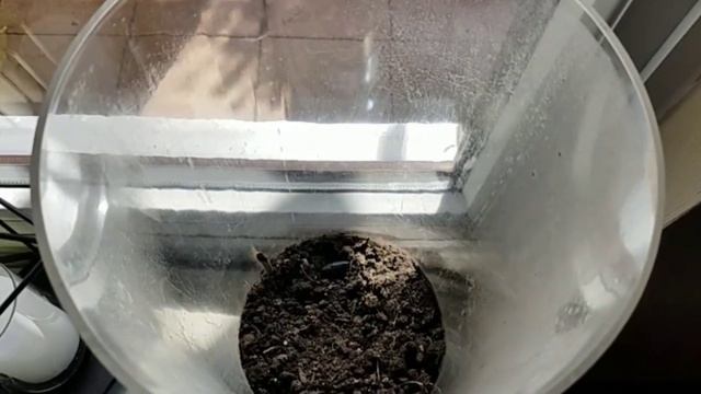 Die Raupe des Abendpfauenauges #Folge3 #Abendpfauenauge #LoveNature #Schmetterling смотреть онлайн