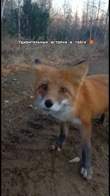 Кого только не встретить в тайге #тайга #шантары #дальнийвосток #турккитам #лиса смотреть онлайн