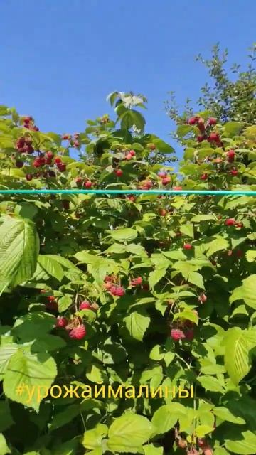 Урожай малины. Лето 2023 года