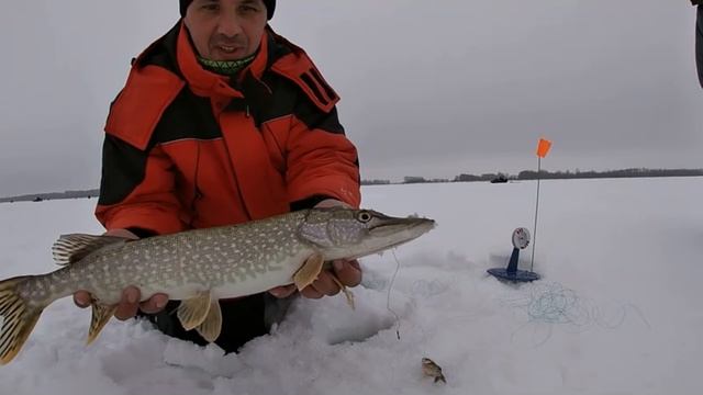 ОСТАВИЛИ ЖЕРЛИЦЫ на 30 МИНУТ И...! Мы ВСЕ были в ШОКЕ. Такого РЕЗУЛЬТАТА даже ГИД Иван не ожидал... смотреть онлайн
