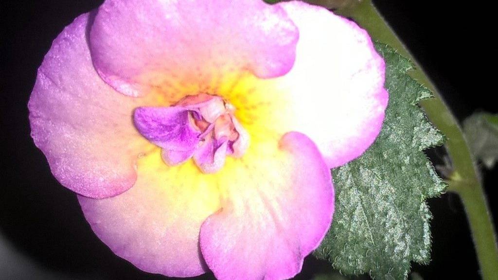 Как я сохраняю ризомы ахименесы зимой? #ахименесы #ахименесызимой #цветы смотреть онлайн