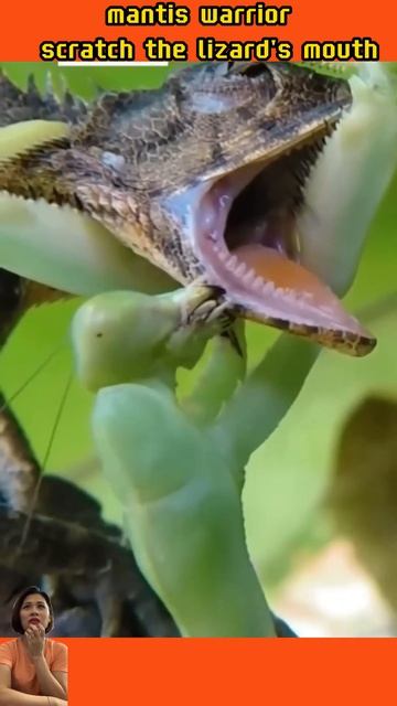 the mantis warrior scratched the lizard's mouth #pets #mantis #animal смотреть онлайн