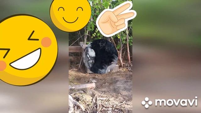 Самодельный шалаш { для собаки или будка}#ТОСиВсёОстальноеСлава #тос смотреть онлайн