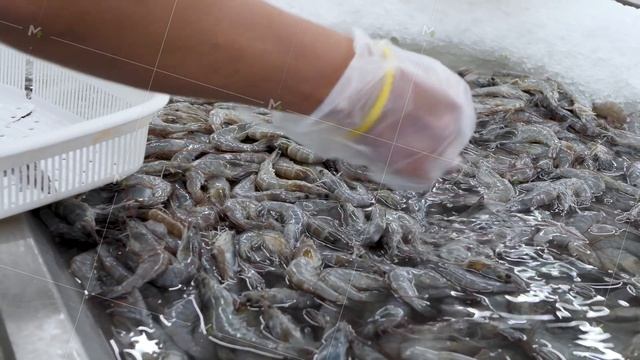 Customer hand take fresh raw shrimps or prawns смотреть онлайн