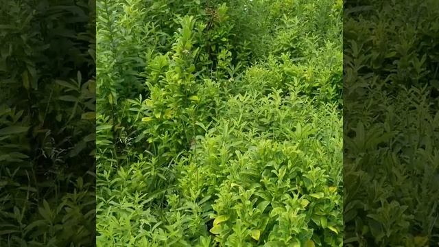Monarch egg laying смотреть онлайн