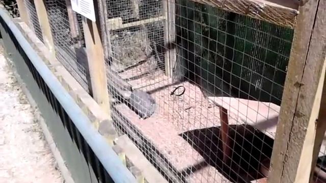 Borth Blue Eared Pheasant Dust Bath смотреть онлайн