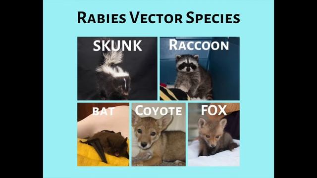 Found a Wild Animal in Need Here's what to do next! смотреть онлайн