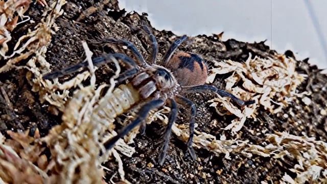 TARANTULA FEEDING TOURNAMENT - FATAL FANGS 3 - ROUND 2 смотреть онлайн