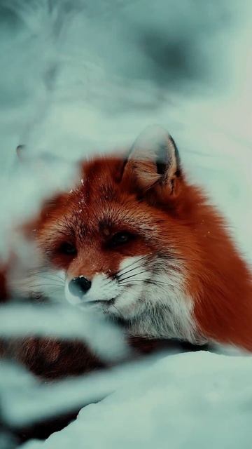 Incredible Footage of The Red Fox in The Snow 🦊❄️#fox #shorts смотреть онлайн