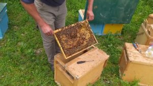 Узбекский пчёлопакет