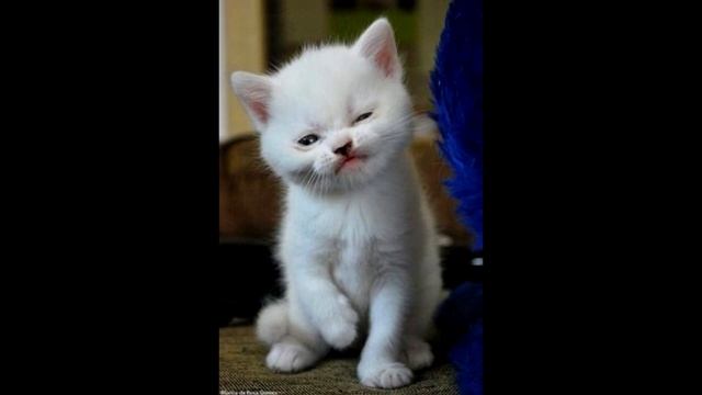 БРС нет меня на ФССП смотреть онлайн