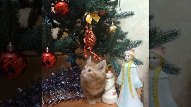 Котята Ростов-на-Дону смотреть онлайн