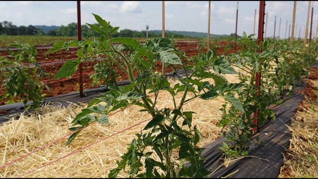 Tales from the Tennessee vegetable garden trials #2 смотреть онлайн