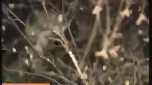 Солдат спас кота барсика