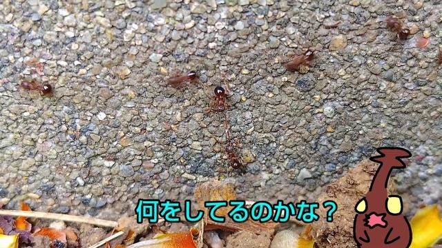 アミメアリの珍事 смотреть онлайн
