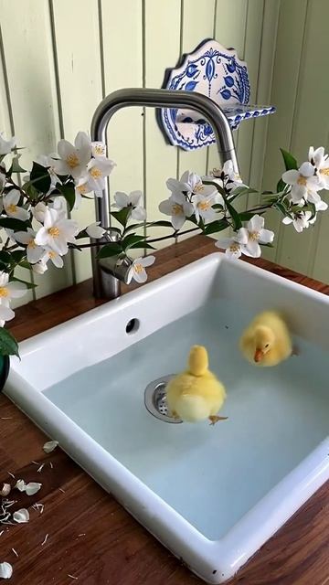 baby duck 🦆#short #viral #shorts смотреть онлайн