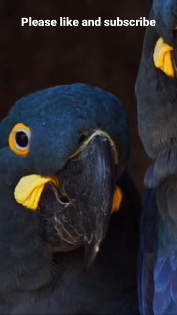 Caught beautiful scarlet macaws #shorts . This video was taken from tropical rain forests смотреть онлайн