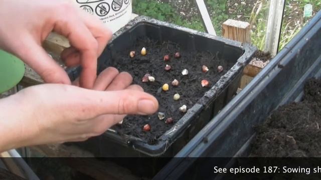 Popcorn fiesta! - Claire's Allotment part 189 смотреть онлайн