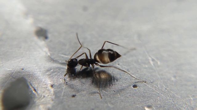 Paratrechina longicornis bebendo mistura adocicada смотреть онлайн