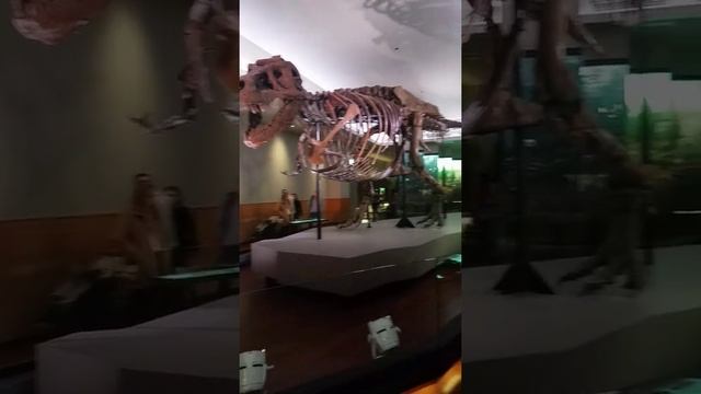 Sue the T-rex in the Field museum Chicago смотреть онлайн