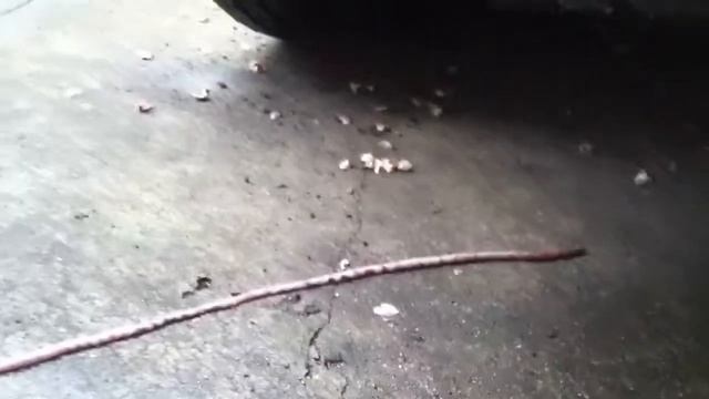 Massive Earthworm смотреть онлайн
