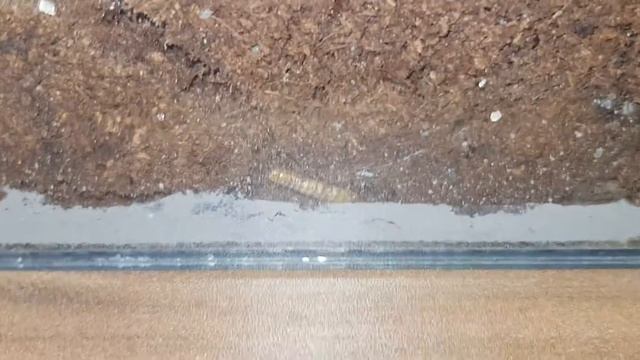 Fütterung Pheidole Megacephala Transport ins Nest (1h später) смотреть онлайн