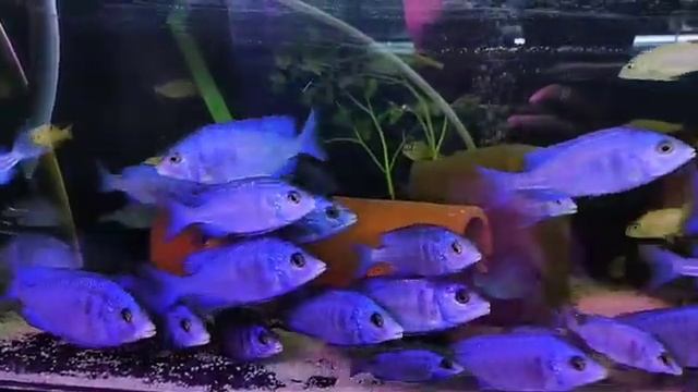 Placidochromis Phenochilus Mdoka 