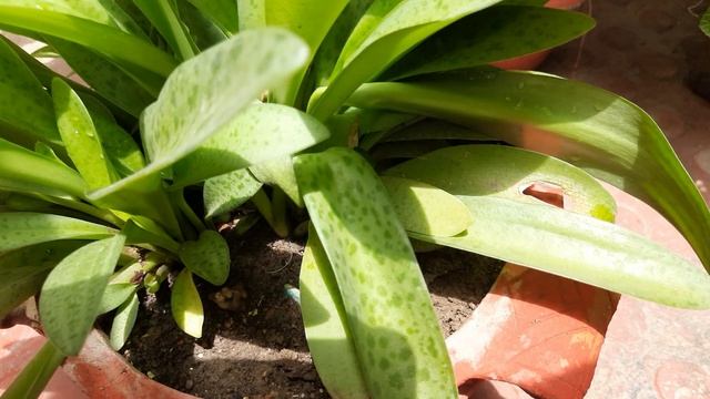 Leopard Lily Care And Propogation смотреть онлайн