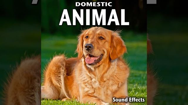 Residential Ambience with Medium Dog Barking (Version 2) смотреть онлайн