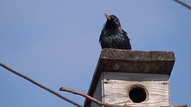 Скворец смотреть онлайн