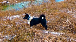 Охота с лайкой. НАХАЖИВАНИЕ Айки. Добыли норку