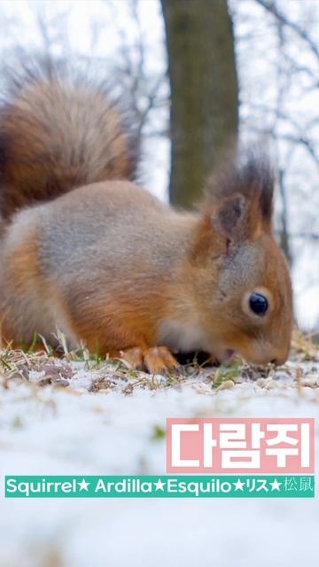 귀여움 먹고 자란 다람쥐 смотреть онлайн