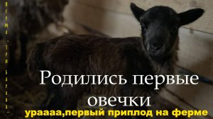 Родились первые овечки. Первый приплод на ферме