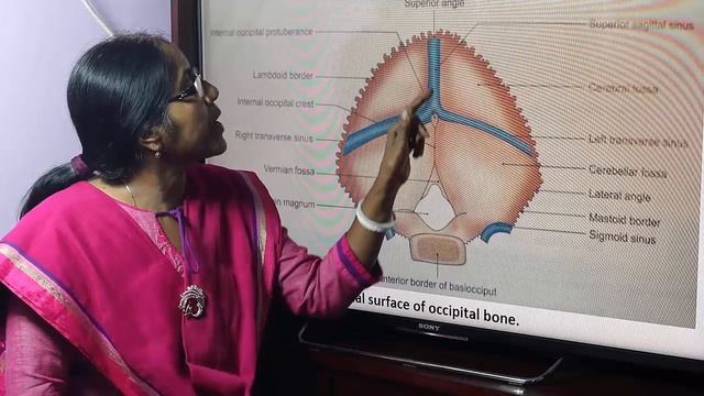 Lecture On Occipital Bone смотреть онлайн