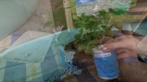 ПОЧЕМУ У ПЕТУНИИ ВЯНУТ НИЖНИЕ ЛИСТЬЯ.