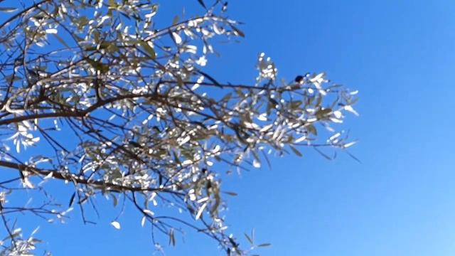 Оливковый Сад над морем смотреть онлайн