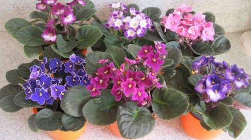 Комнатные домашние фиалки: эффектные сорта смотреть онлайн