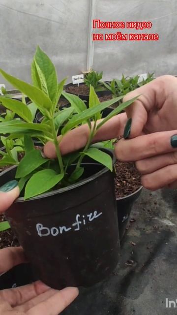 Нормировка молодого саженца гортензии Bonfire. Часть1.