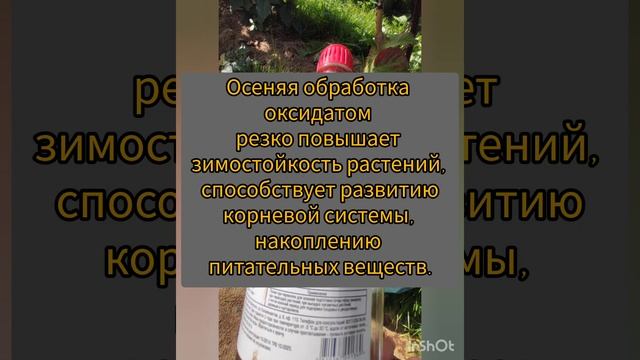 Осенью выбираю удобрения для повышения зимостойкости гортензий и других растений.