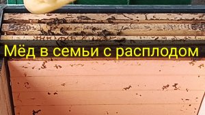 Как не потерять пчёл в конце зимы.