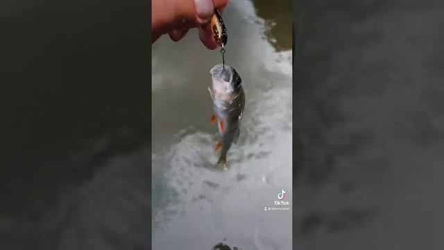 Разведка Новой Речки #голавль #рыбалка #shorts #спиннинг смотреть онлайн