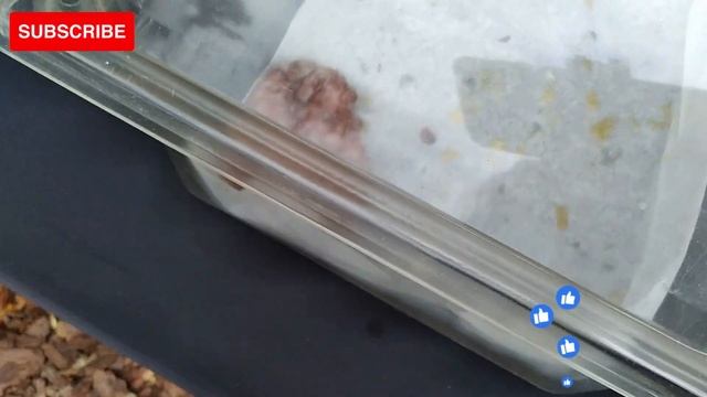 SIMPLY SWEETS ORLANDO FARMERS MARKET! смотреть онлайн