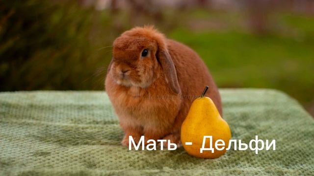 Рыжа минилоп девочка смотреть онлайн