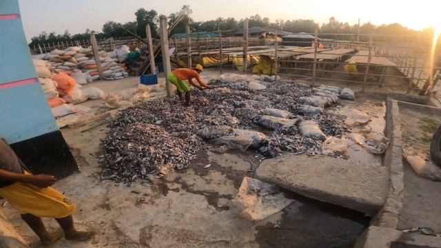 Visiting Bangladesh Largest Dry Fish Market in Cox Bazar 🇧🇩 смотреть онлайн