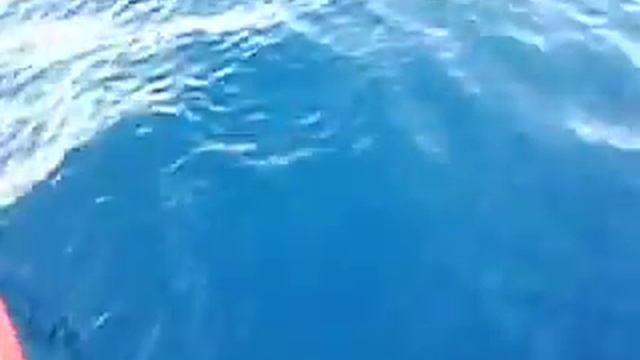 0182 Kalamar yukariya kadar geldi ve gitti смотреть онлайн