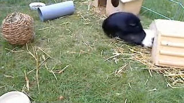 Geiles Meerschweinchen :-) Teil 2 смотреть онлайн