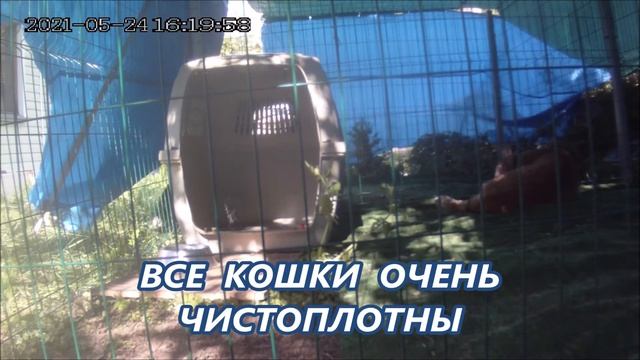 Как просыпаются рыси. смотреть онлайн