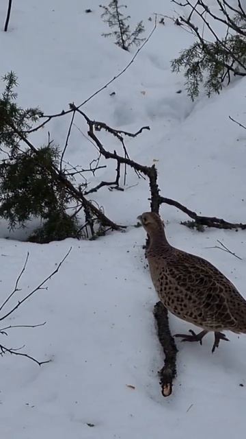 #bird #birds #pheasant #nature #asmr #relaxing #relax #winter #asmrsounds #asmrsuomi #forest смотреть онлайн