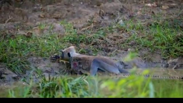 Crocodile attacks monkey and Heron attacked rat to eat смотреть онлайн